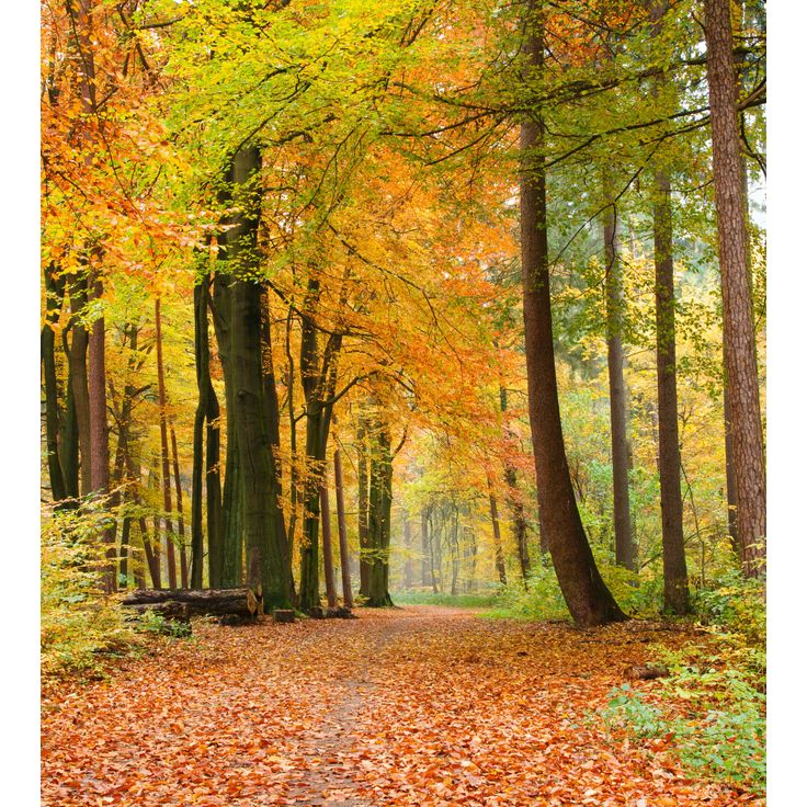 Maisematapetti Dimex Autumn Forest, metsä, 225x250cm
