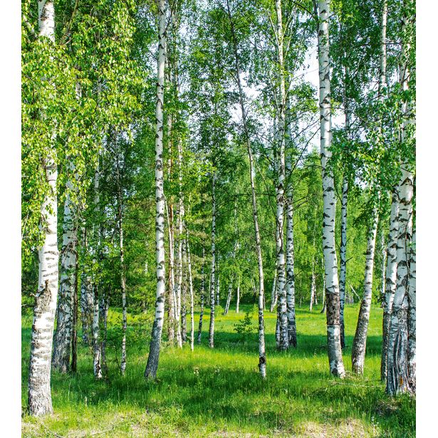Maisematapetti Dimex Birch Grow, 225x250cm