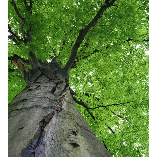 Kuvatapetti Dimex Treetop, 225x250cm