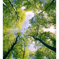 Kuvatapetti Dimex Trees, 225x250cm, vihreä, kasvikuosi