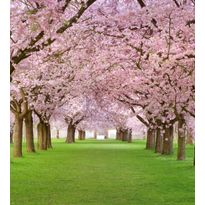 Maisematapetti Dimex Cherry Trees, 225x250cm