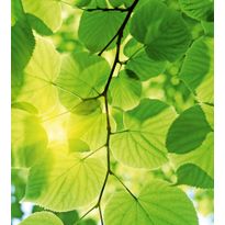 Kuvatapetti Dimex Green Leaves, 225x250cm, vihreä, kasvikuosi
