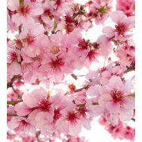 Kuvatapetti Dimex Apple Blossom, 225x250cm, vaaleanpunainen