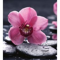 Kuvatapetti Dimex Orchid, 225x250cm, pinkki, kukkakuosi