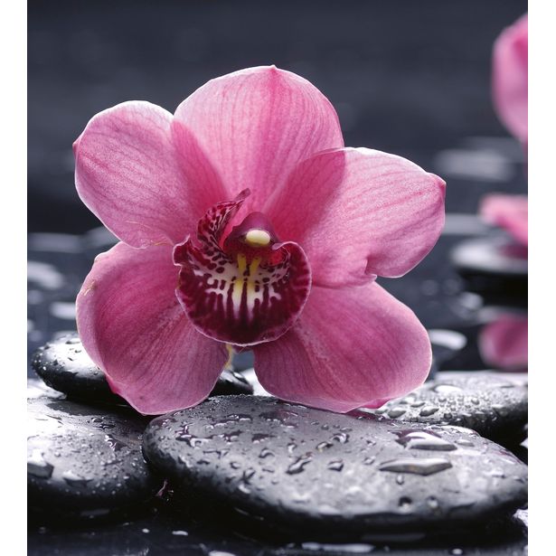 Kuvatapetti Dimex Orchid, 225x250cm