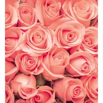 Kuvatapetti Dimex Roses, 225x250cm, roosa, kukkakuosi