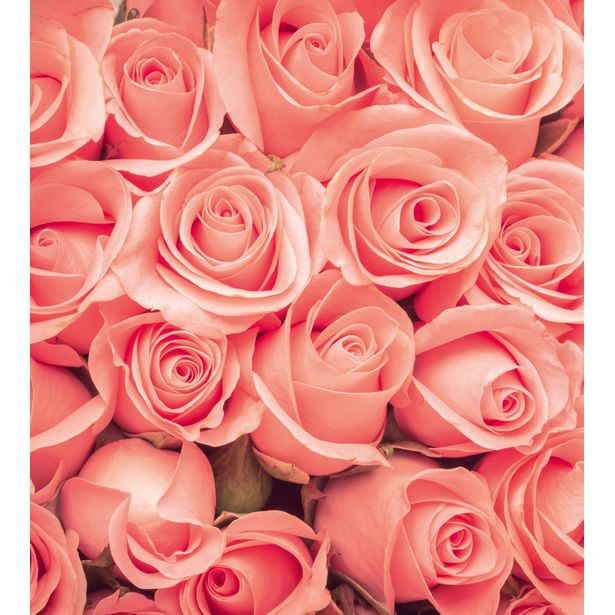 Kuvatapetti Dimex Roses, 225x250cm