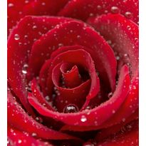 Kuvatapetti Dimex Red Rose, 225x250cm, punainen, kukkakuosi