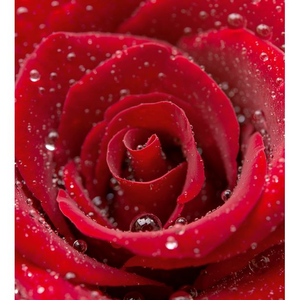 Kuvatapetti Dimex Red Rose, 225x250cm