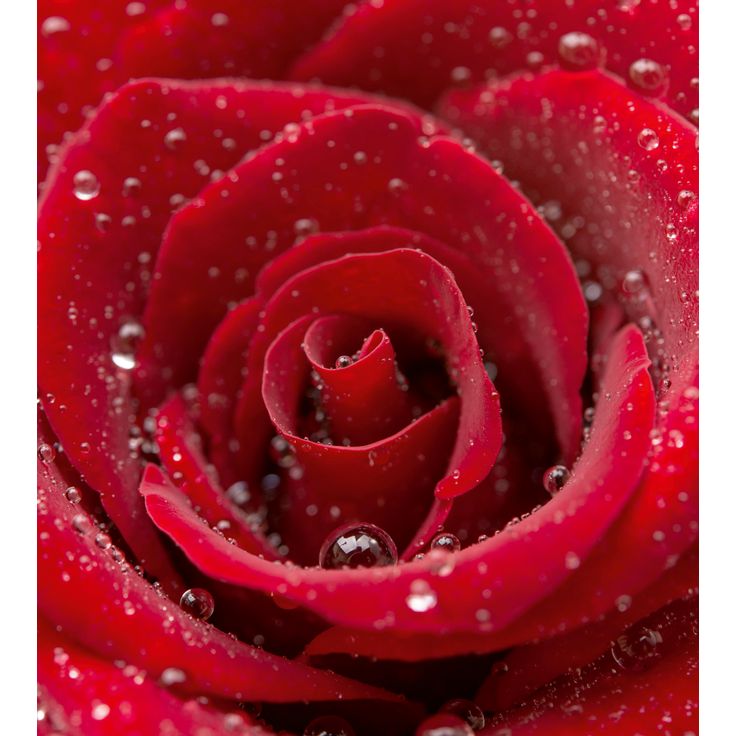 Kuvatapetti Dimex Red Rose, 225x250cm