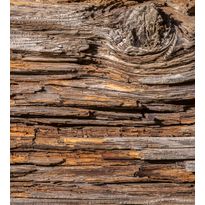 Kuvatapetti Dimex Tree Bark, 225x250cm, ruskea, puukuosi