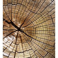 Kuvatapetti Dimex Wood, 225x250cm, ruskea, puukuosi