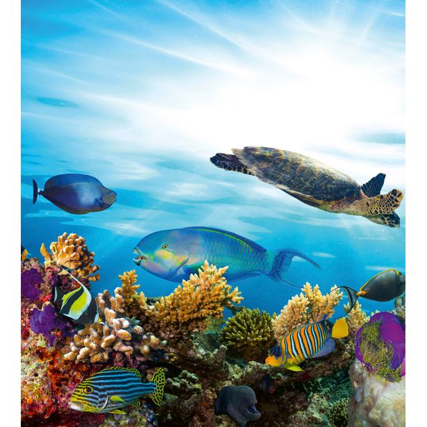 Kuvatapetti Dimex Fish, 225x250cm