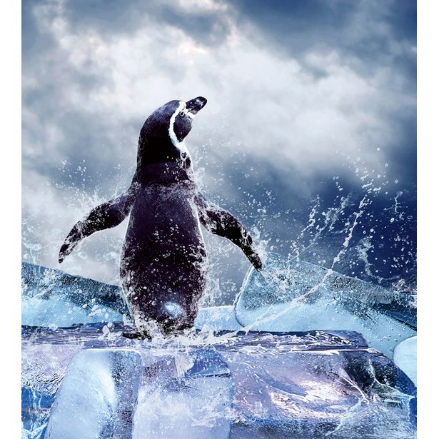 Kuvatapetti Dimex Penguin, 225x250cm