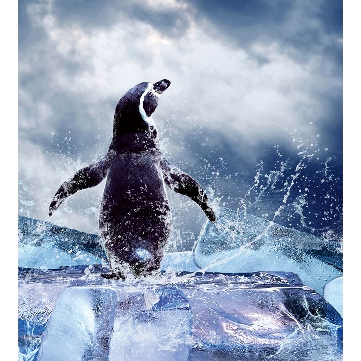 Kuvatapetti Dimex Penguin, 225x250cm