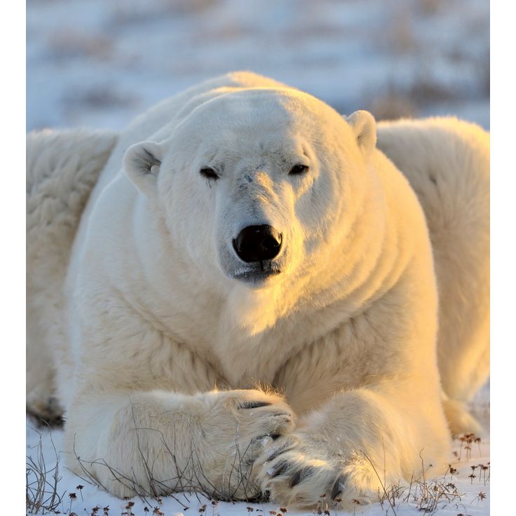 Kuvatapetti Dimex Bear, 225x250cm