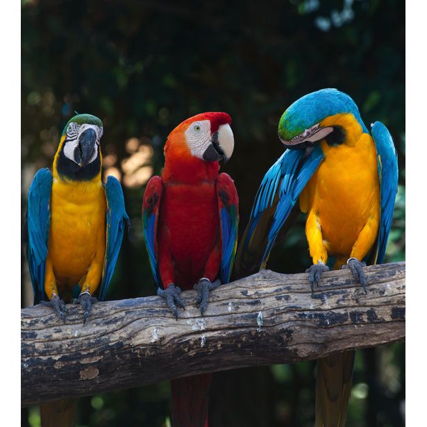 Kuvatapetti Dimex Colorful Macaw, 225x250cm