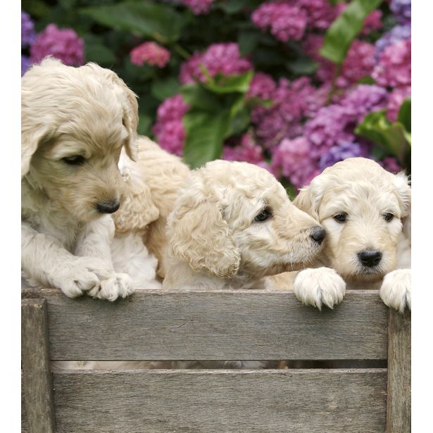 Kuvatapetti Dimex Labrador Puppies, 225x250cm