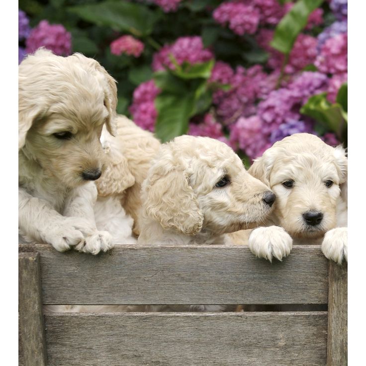 Kuvatapetti Dimex Labrador Puppies, 225x250cm