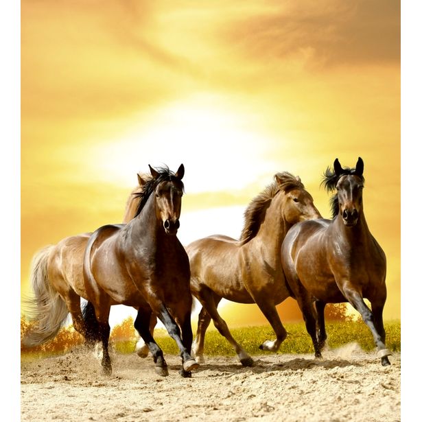 Kuvatapetti Dimex Horses In Sunset, 225x250cm