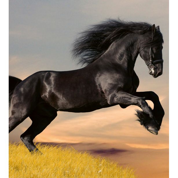 Kuvatapetti Dimex Horse, 225x250cm