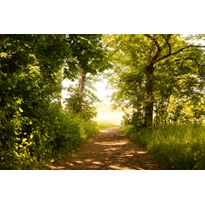 Maisematapetti Dimex Forest Path, 375x250cm