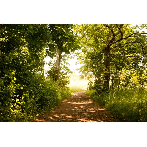 Maisematapetti Dimex Forest Path, 375x250cm