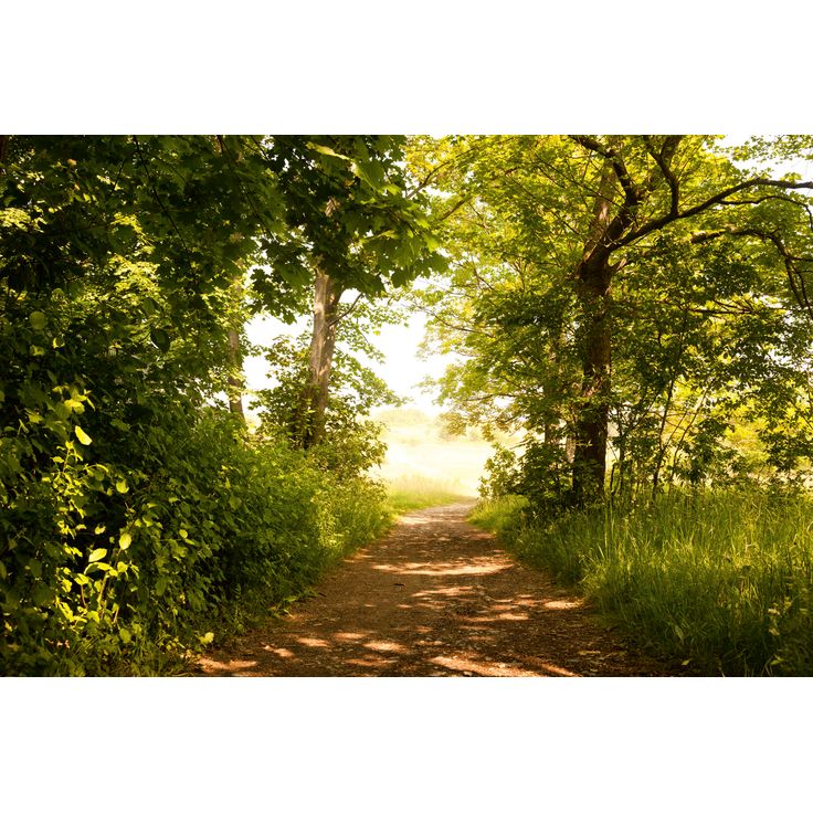 Maisematapetti Dimex Forest Path, 375x250cm