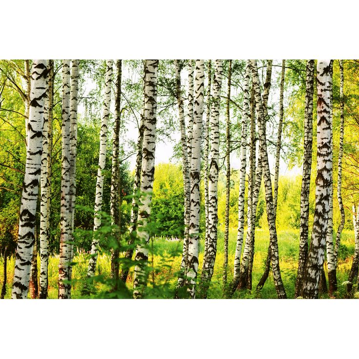 Maisematapetti Dimex Birch Forest, metsä, 375x250cm
