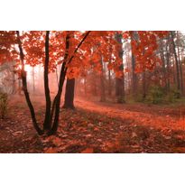 Maisematapetti Dimex Misty Forest, 375x250cm