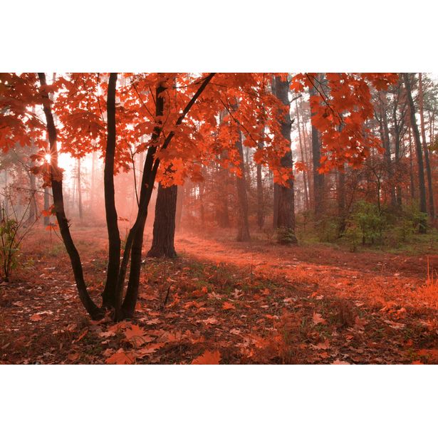 Maisematapetti Dimex Misty Forest, 375x250cm