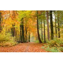 Maisematapetti Dimex Autumn Forest, 375x250cm