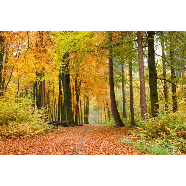 Maisematapetti Dimex Autumn Forest, 375x250cm