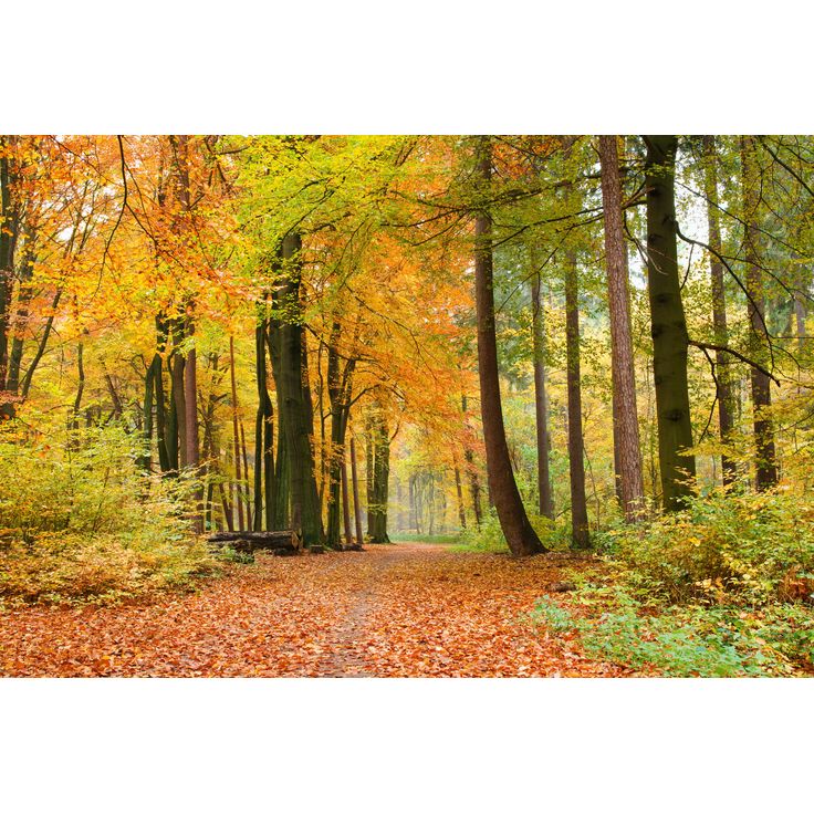 Maisematapetti Dimex Autumn Forest, 375x250cm