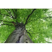 Kuvatapetti Dimex Treetop, 375x250cm, vihreä, kasvikuosi