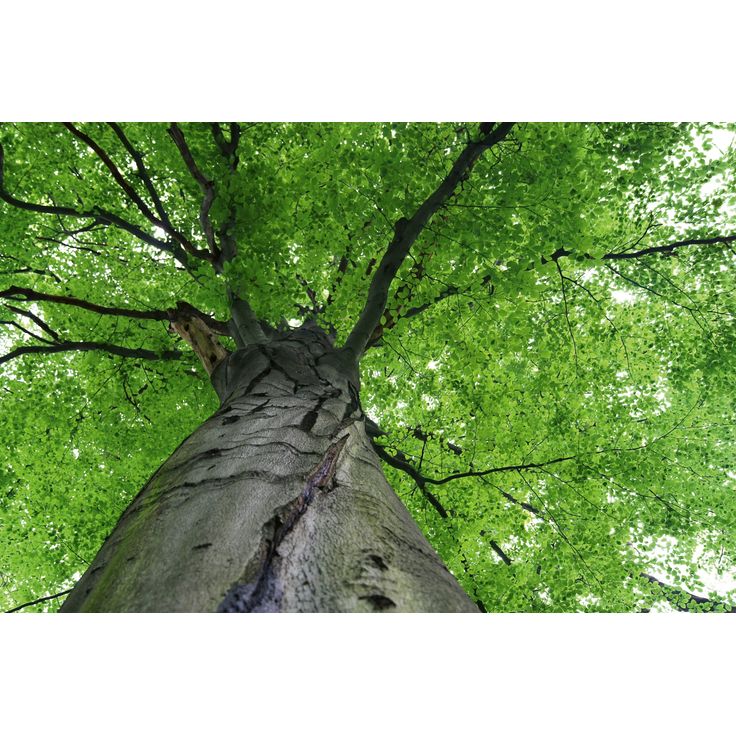 Kuvatapetti Dimex Treetop, 375x250cm