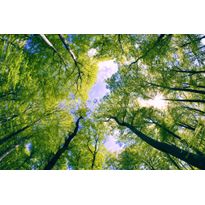 Kuvatapetti Dimex Trees, 375x250cm, vihreä, kasvikuosi