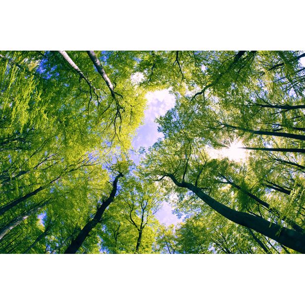 Kuvatapetti Dimex Trees, 375x250cm