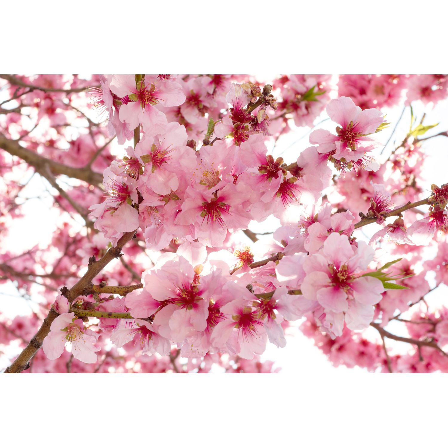 Kuvatapetti Dimex Apple Blossom, 375x250cm, vaaleanpunainen