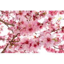 Kuvatapetti Dimex Apple Blossom, 375x250cm, vaaleanpunainen