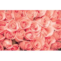 Kuvatapetti Dimex Roses, 375x250cm, roosa, kukkakuosi