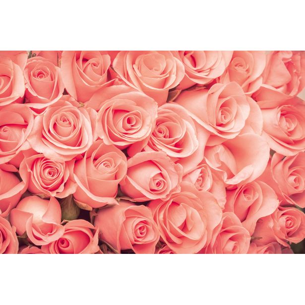 Kuvatapetti Dimex Roses, 375x250cm