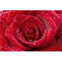 Kuvatapetti Dimex Red Rose, 375x250cm, punainen, kukkakuosi