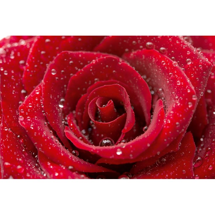 Kuvatapetti Dimex Red Rose, 375x250cm