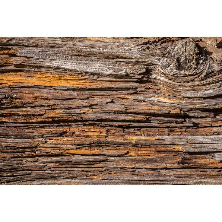Kuvatapetti Dimex Tree Bark, 375x250cm