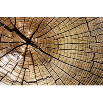Kuvatapetti Dimex Wood, 375x250cm, ruskea, puukuosi