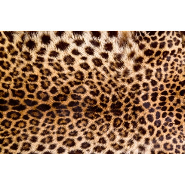 Kuvatapetti Dimex Leopard Skin, 375x250cm