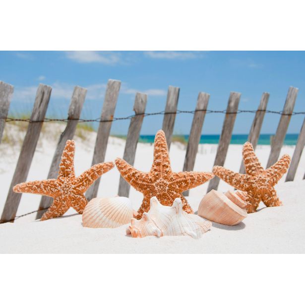 Kuvatapetti Dimex Starfish, 375x250cm