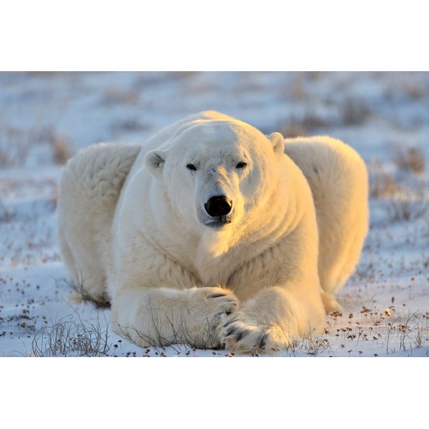Kuvatapetti Dimex Bear, 375x250cm