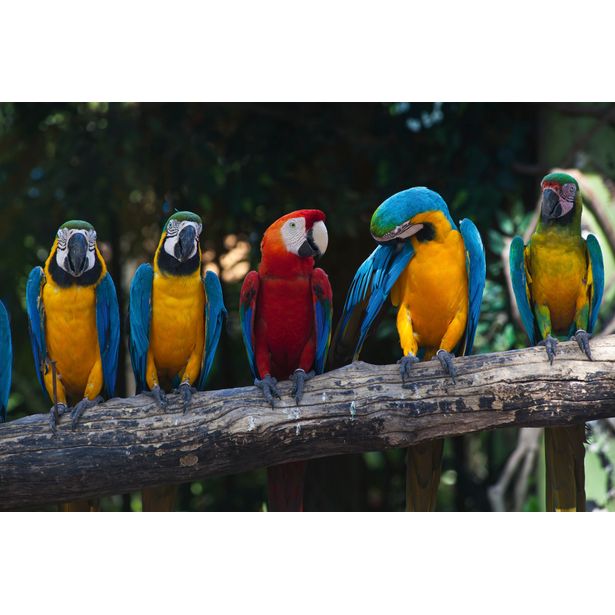 Kuvatapetti Dimex Colourful Macaw, 375x250cm
